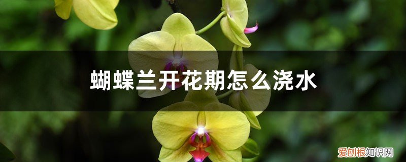 蝴蝶兰在花期怎样浇水 蝴蝶兰开花期怎么浇水