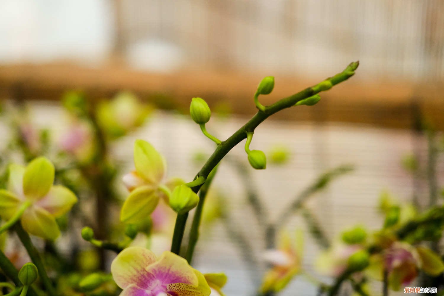 蝴蝶兰在花期怎样浇水 蝴蝶兰开花期怎么浇水