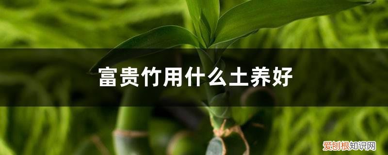 富贵竹用什么土栽培 富贵竹用什么土养好