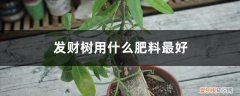 发财树施肥用什么肥料 发财树用什么肥料最好