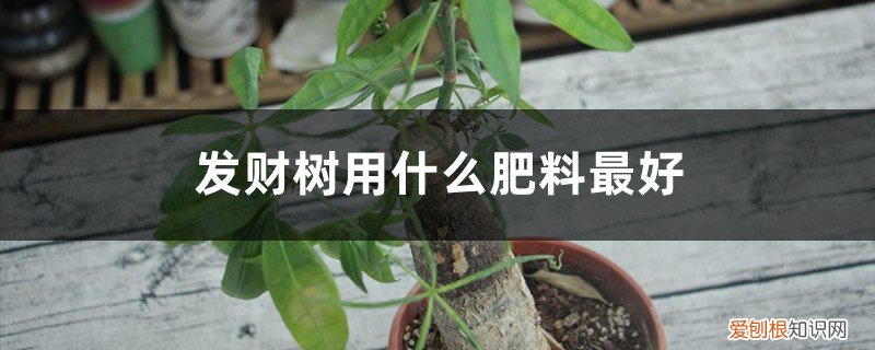 发财树施肥用什么肥料 发财树用什么肥料最好