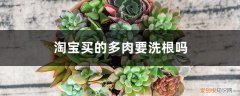 刚买的多肉要洗根吗 淘宝买的多肉要洗根吗