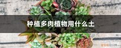栽培多肉植物用什么土 种植多肉植物用什么土