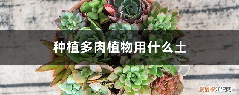栽培多肉植物用什么土 种植多肉植物用什么土