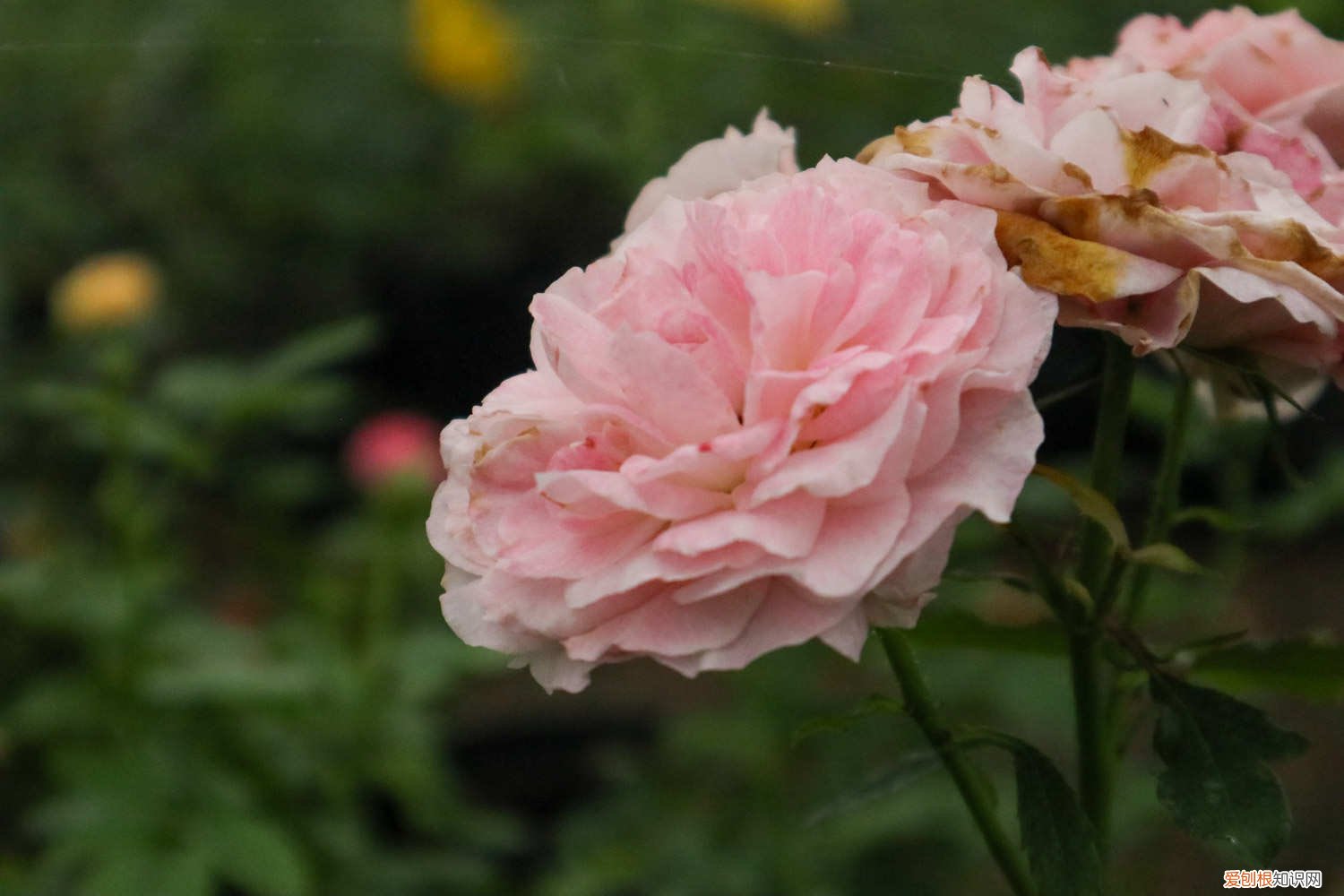 月季花冬季修剪留多高的枝条 月季花冬季修剪留多高