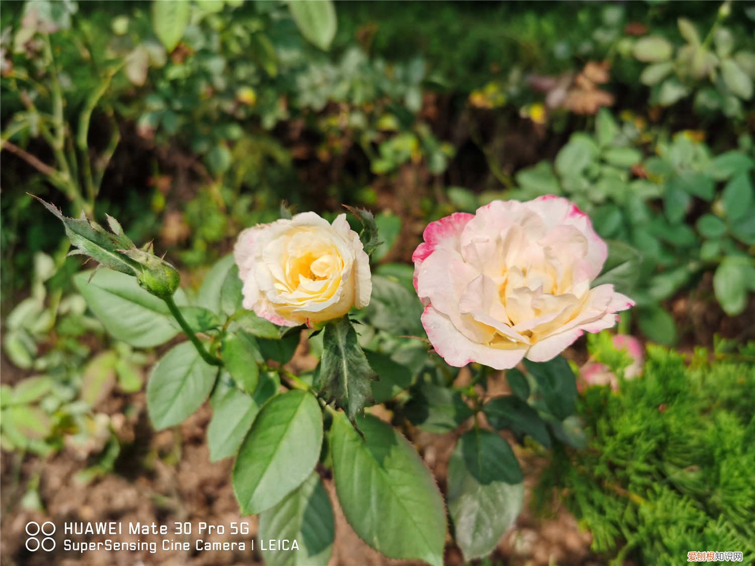 月季花冬季修剪留多高的枝条 月季花冬季修剪留多高