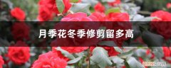 月季花冬季修剪留多高的枝条 月季花冬季修剪留多高