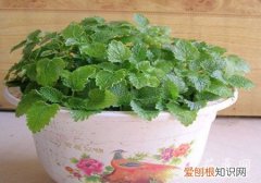 吸毒草怎么移植 吸毒草养殖的经验分享