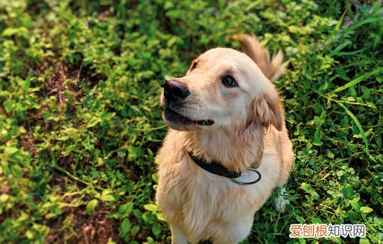金毛吃蔬菜需要煮熟吗 金毛吃蔬菜需要煮熟