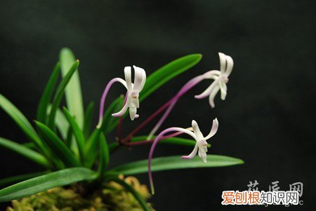 风兰怎么养 风兰的养殖方法