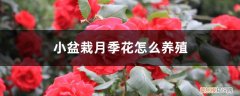 如何养月季花盆栽 小盆栽月季花怎么养殖