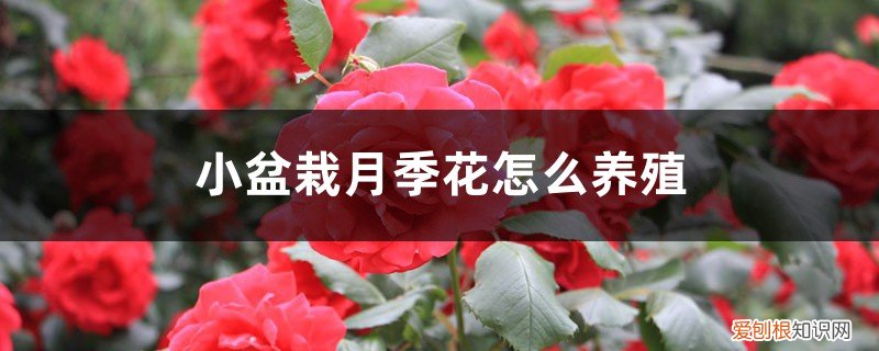 如何养月季花盆栽 小盆栽月季花怎么养殖