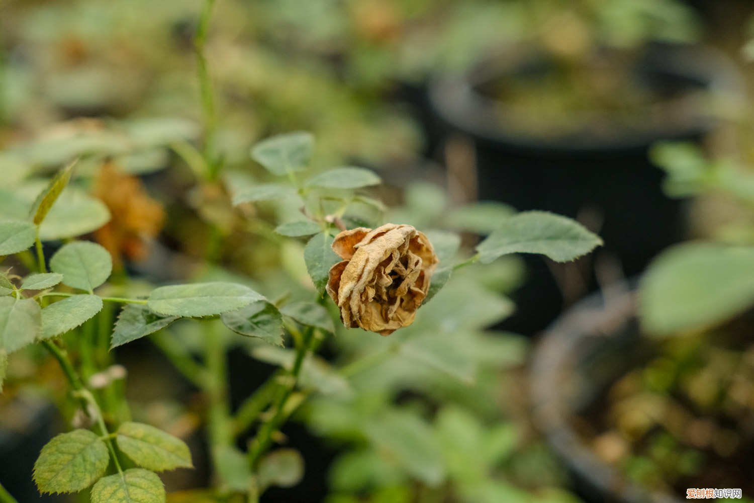 如何养月季花盆栽 小盆栽月季花怎么养殖