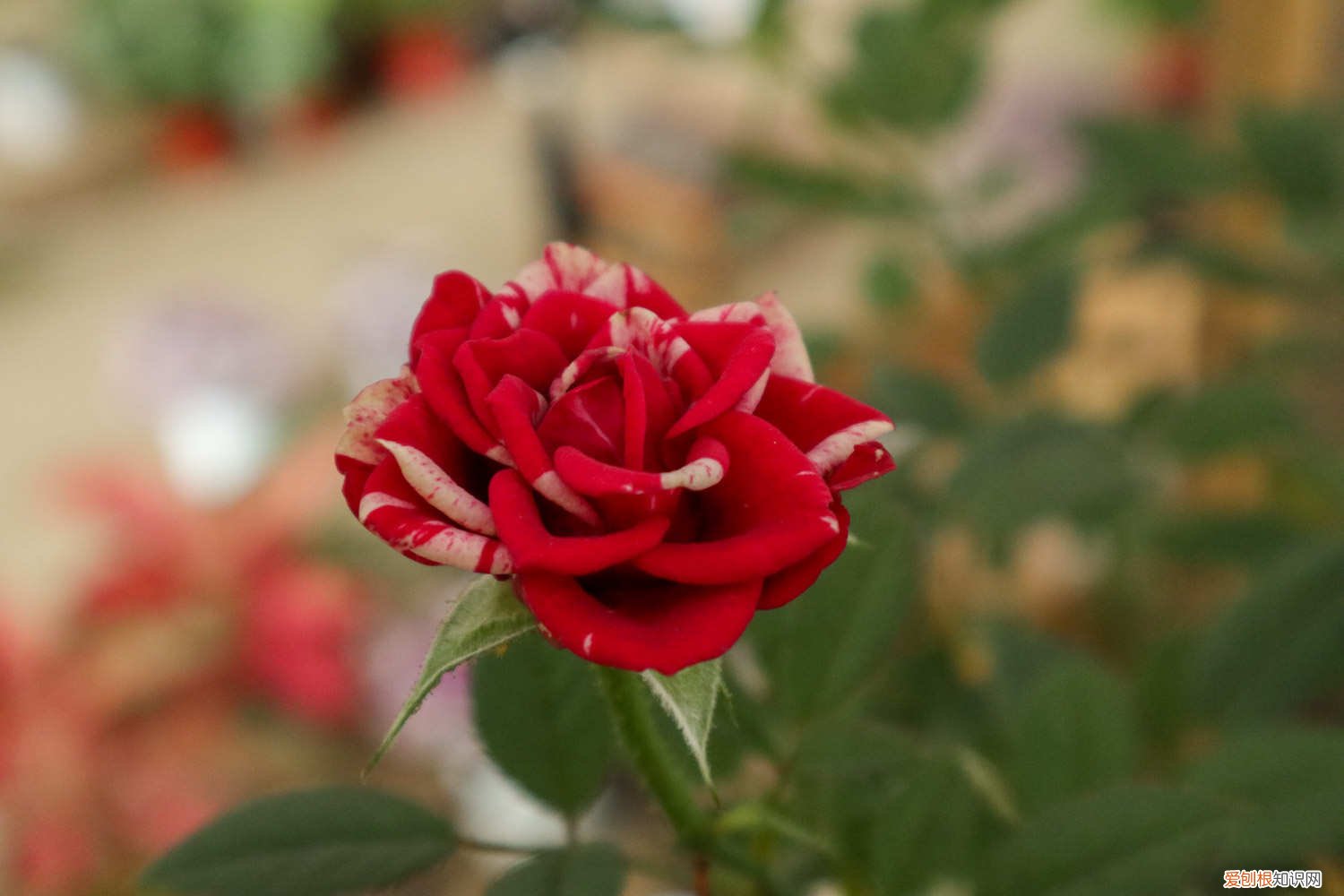 如何养月季花盆栽 小盆栽月季花怎么养殖