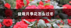 盆栽月季如何过冬 盆栽月季花怎么过冬