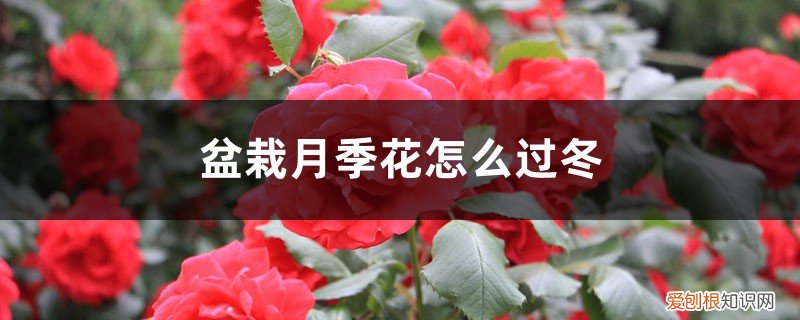 盆栽月季如何过冬 盆栽月季花怎么过冬