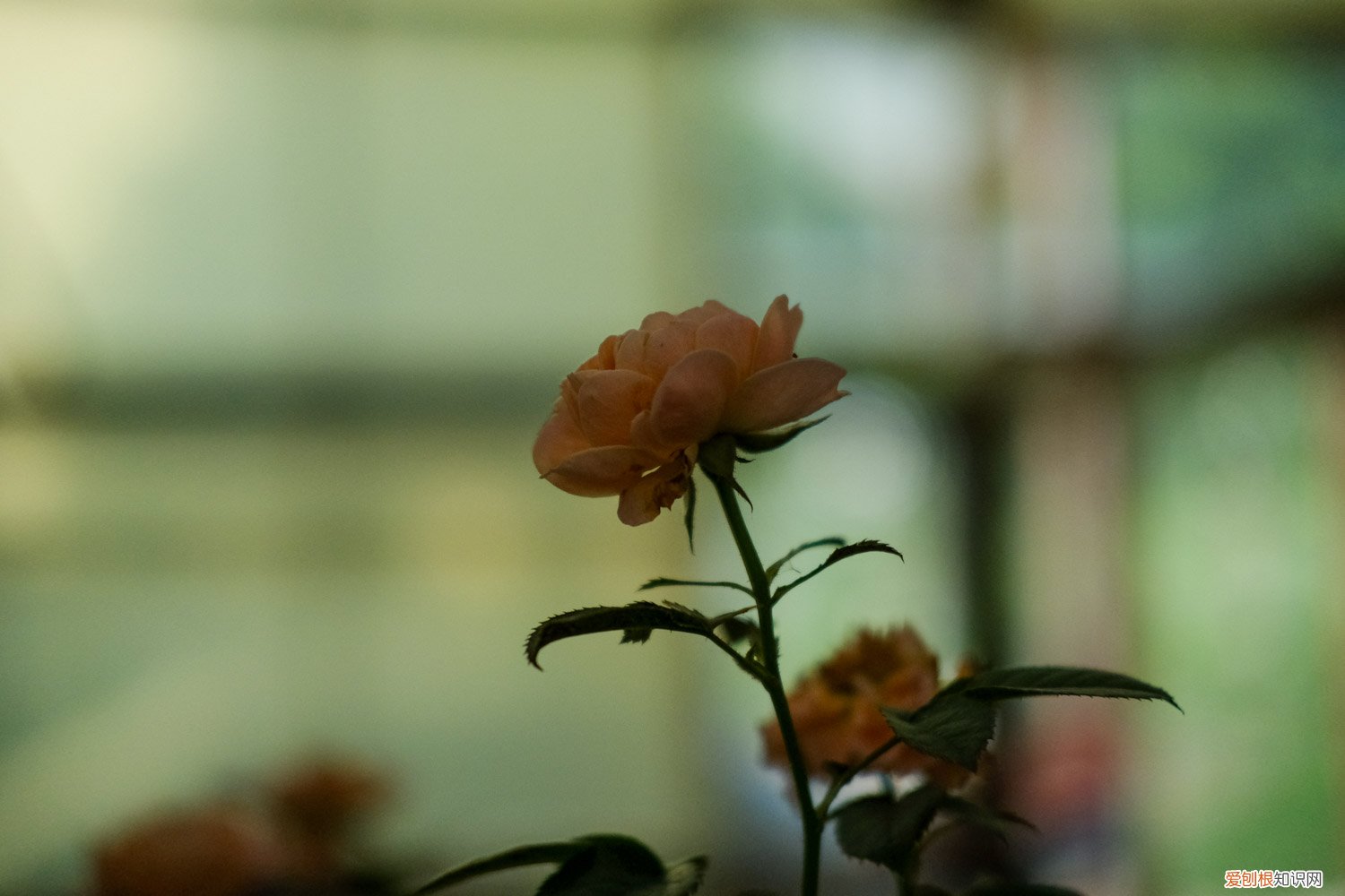 盆栽月季花怎样过冬 月季花怎样过冬