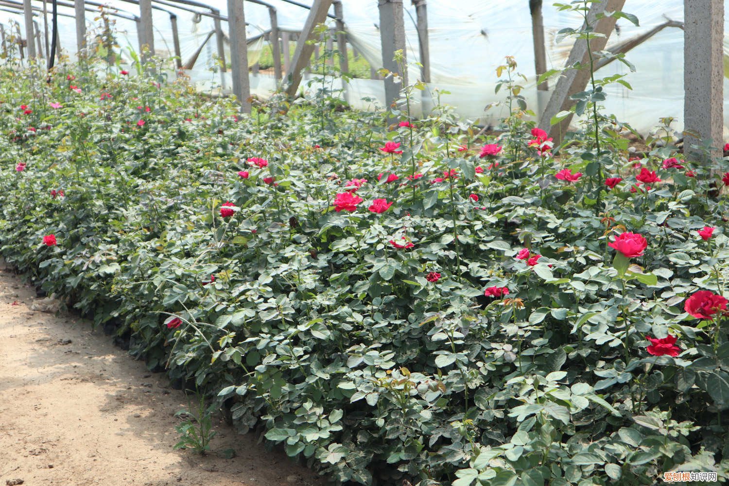 月季花冬季怎么修枝条视频 月季花冬季怎么修枝