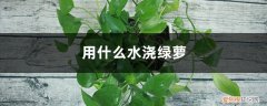用什么水浇绿萝最好 用什么水浇绿萝