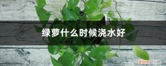 绿萝多长时间浇水好 绿萝什么时候浇水好