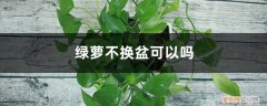 绿萝养大了是不是需要换盆 绿萝不换盆可以吗