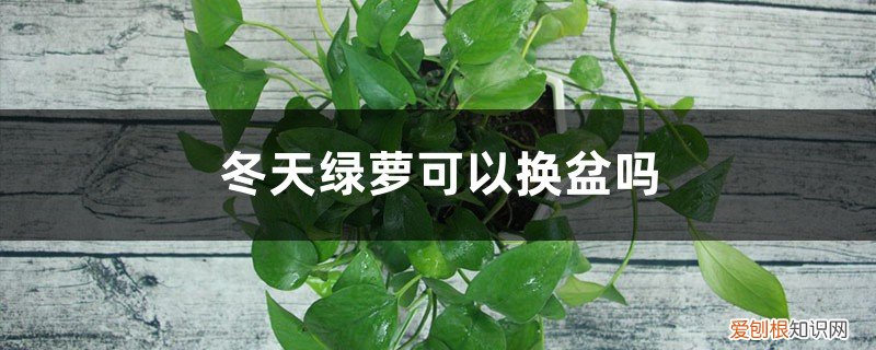 冬天绿萝可以换盆吗视频 冬天绿萝可以换盆吗