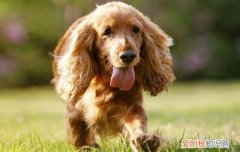 可卡犬掉毛严重吗 可卡犬掉毛比较严重