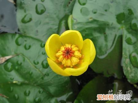 蓬萍草图片 萍蓬草的介绍
