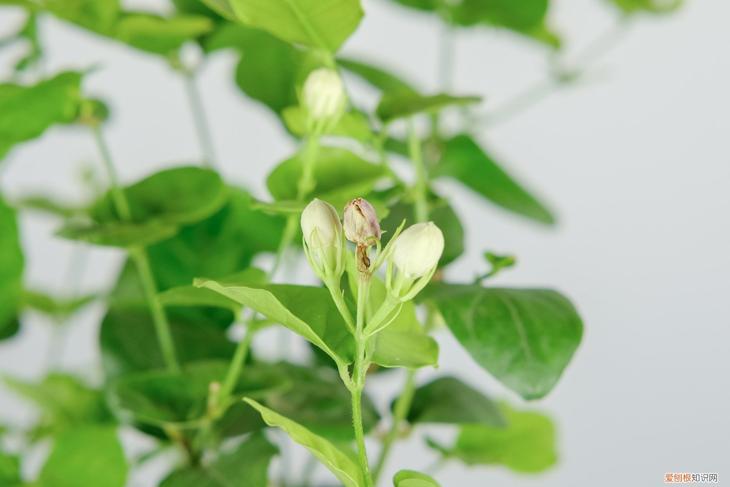 如何种植茉莉花盆景 如何种植茉莉花