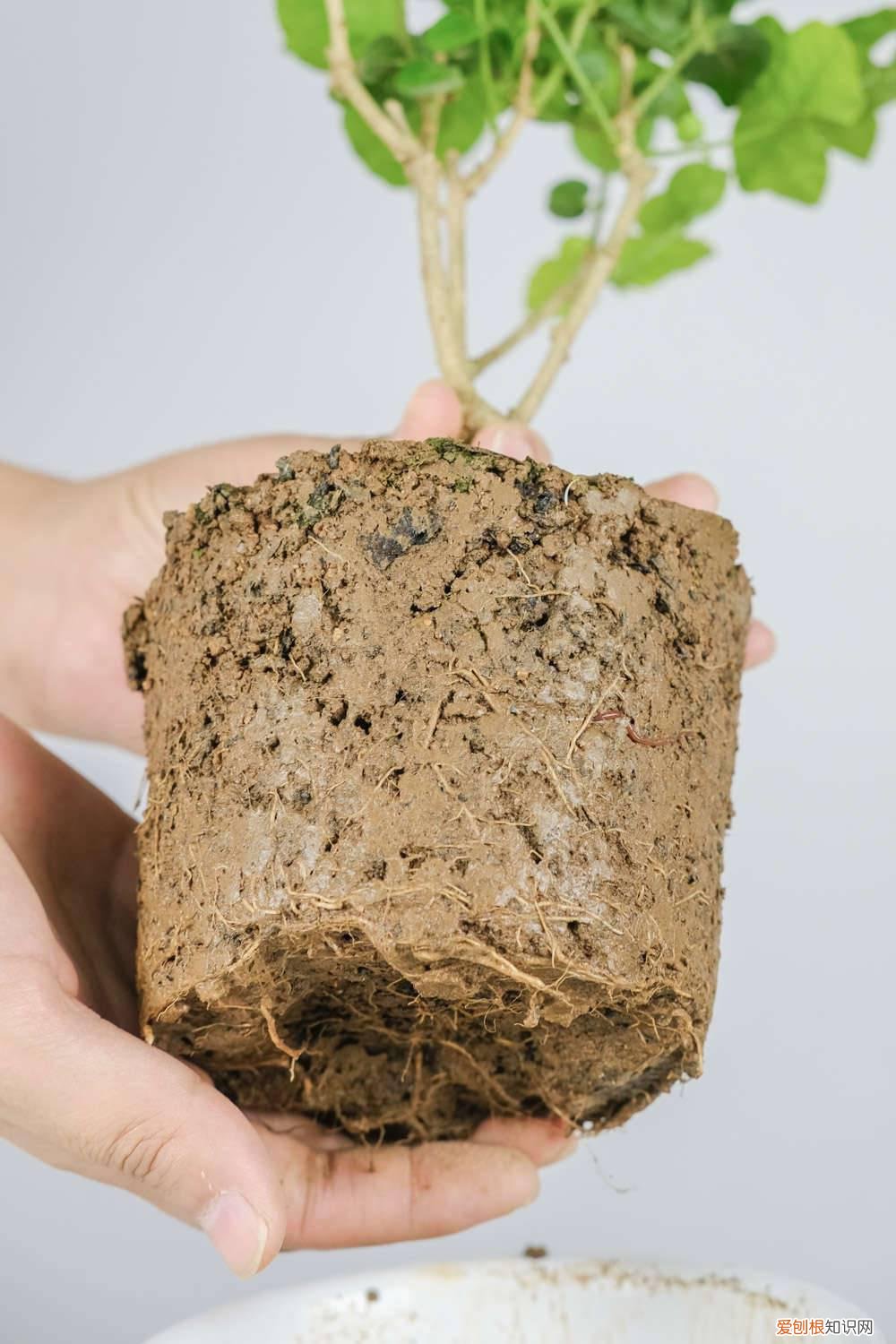 如何种植茉莉花盆景 如何种植茉莉花