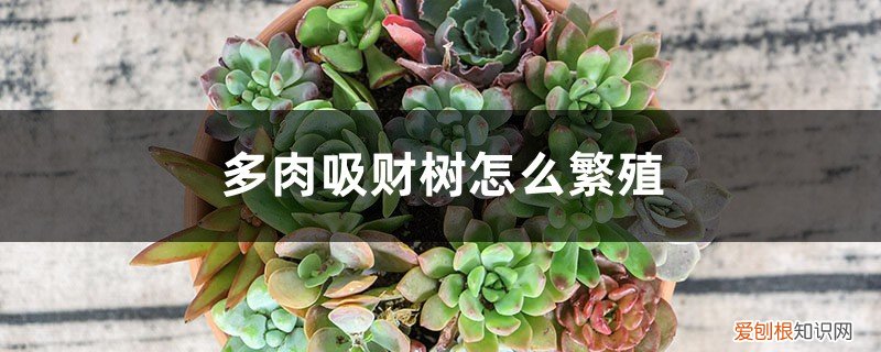 多肉吸财树用什么土种植 多肉吸财树怎么繁殖