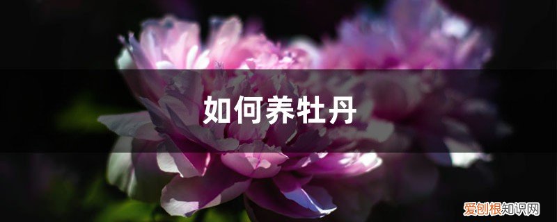 如何养牡丹芘 如何养牡丹