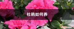 杜鹃如何养活 杜鹃如何养