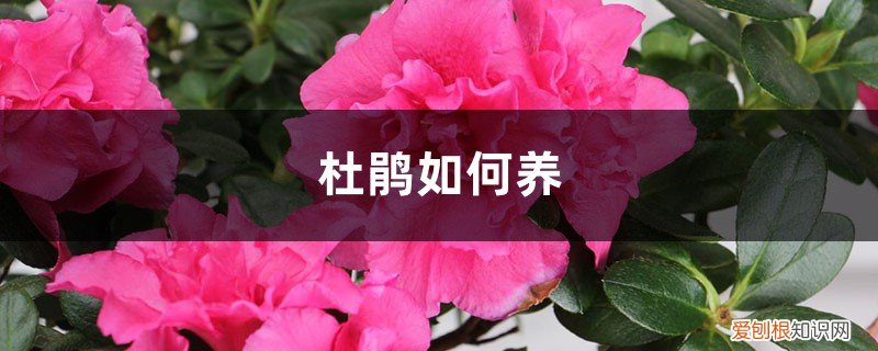 杜鹃如何养活 杜鹃如何养