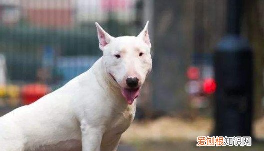 为什么养牛头梗的人少 养牛头梗人少的原因