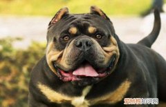 恶霸犬熟悉新主人要多久 恶霸犬大约两周后会熟悉新主人