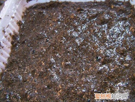 图文 大岩桐如何播种呢?(大岩桐怎样播种)