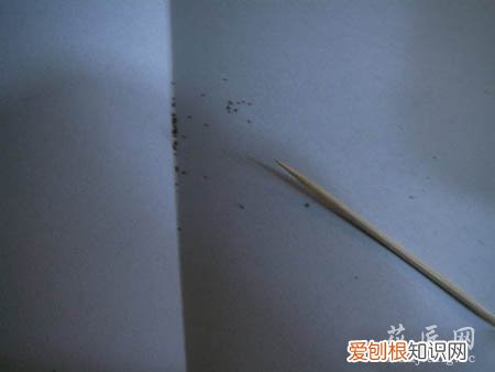 图文 大岩桐如何播种呢?(大岩桐怎样播种)