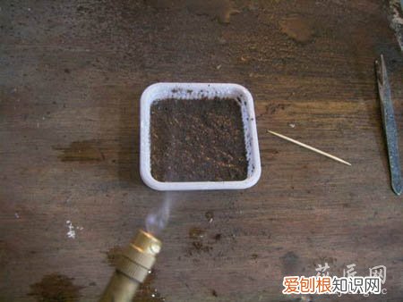 图文 大岩桐如何播种呢?(大岩桐怎样播种)