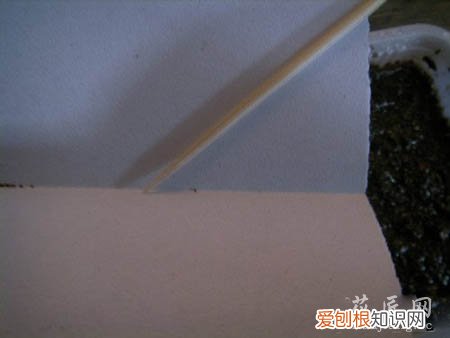 图文 大岩桐如何播种呢?(大岩桐怎样播种)