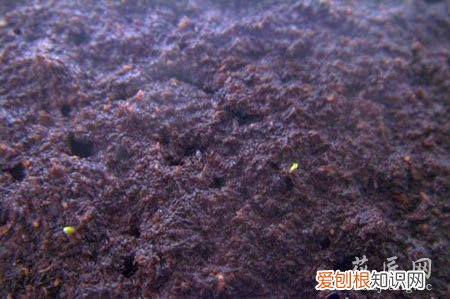 图文 大岩桐如何播种呢?(大岩桐怎样播种)