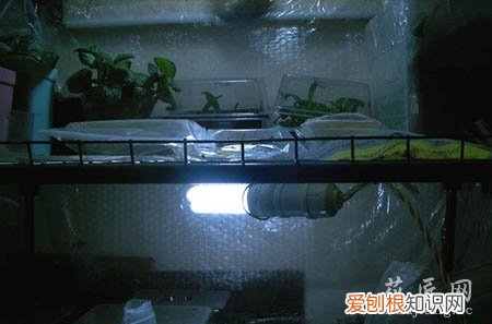图文 大岩桐如何播种呢?(大岩桐怎样播种)