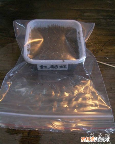图文 大岩桐如何播种呢?(大岩桐怎样播种)