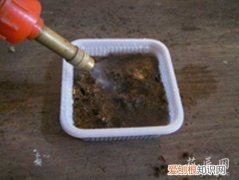 图文 大岩桐如何播种呢？(大岩桐怎样播种)