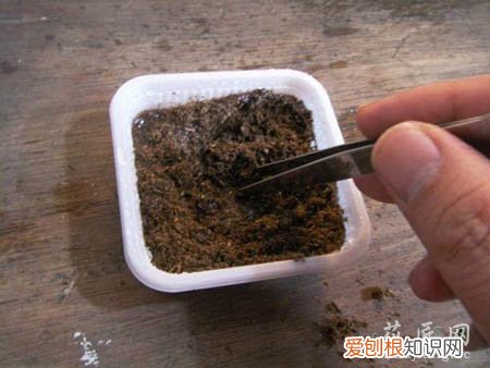 图文 大岩桐如何播种呢?(大岩桐怎样播种)