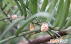 红豆杉种子发芽要多长时间 提高红豆杉种子发芽率的诀窍有哪些？
