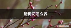 腊梅花怎么养家庭养法视频 腊梅花怎么养