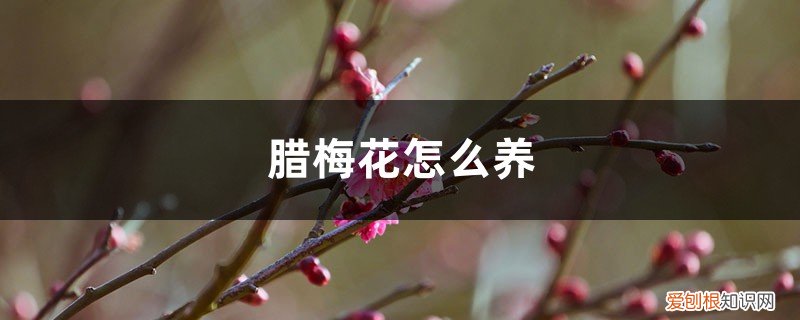 腊梅花怎么养家庭养法视频 腊梅花怎么养