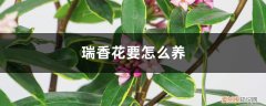 瑞香花怎么养及注意事项 瑞香花要怎么养