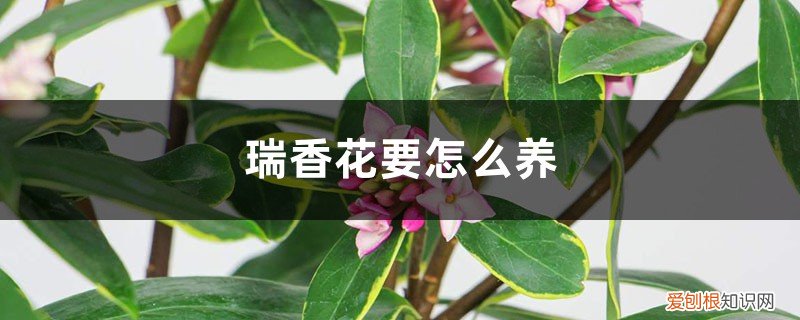 瑞香花怎么养及注意事项 瑞香花要怎么养